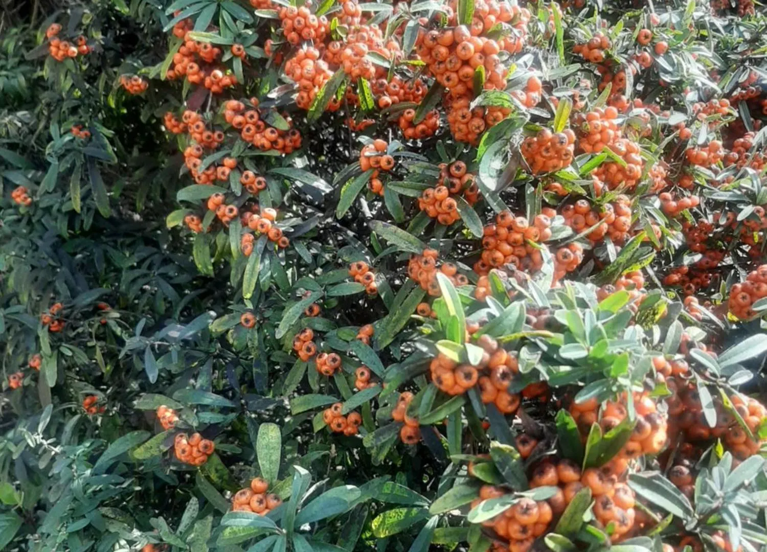 住宿加早餐酒店 巴里The Orange Groove住宿加早餐旅馆 意大利